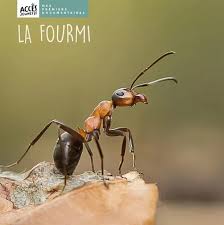 La fourmi, mes premiers documentaires Edition Accès dès 4 ans
